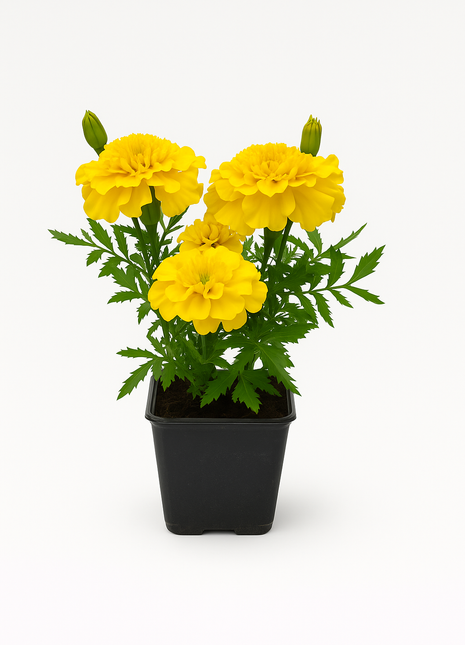 Aksamitka Żółta Niska - Sadzonka - Kwiaty w doniczce