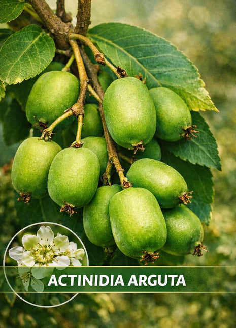Aktinidia ostrolistna - Sadzonka