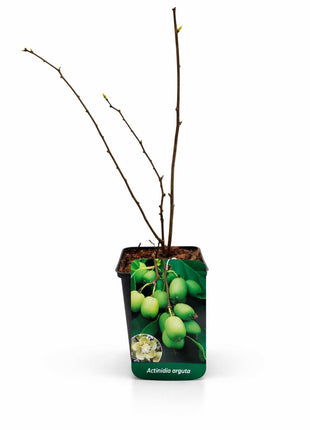 Aktinidia ostrolistna - Sadzonka