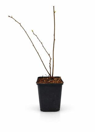 Aktinidia ostrolistna - Sadzonka