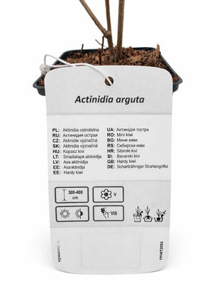 Aktinidia ostrolistna - Sadzonka
