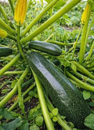 Cukinia Astra Polka - Sadzonka