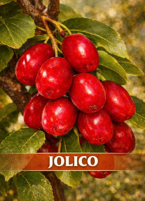 Dereń jadalny JOLICO - Sadzonka