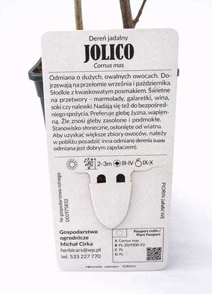 Dereń jadalny JOLICO - Sadzonka