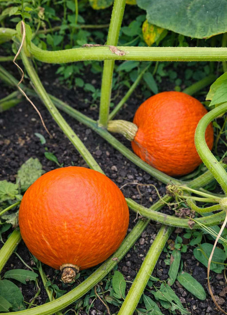 Dynia Hokkaido - Sadzonka