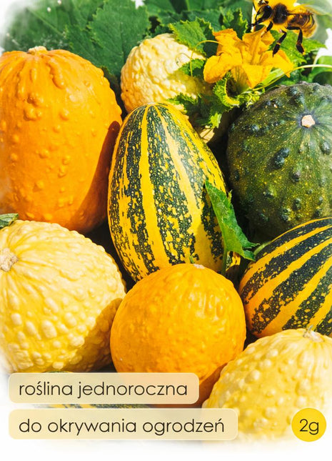 Nasiona - Dynia ozdobna MIESZANA 2g