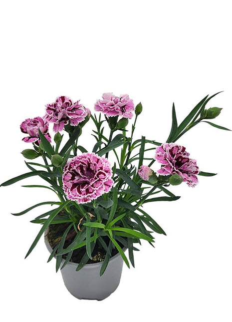 Goździk Różowo - Fioletowy - Sadzonka - Kwiaty w doniczce