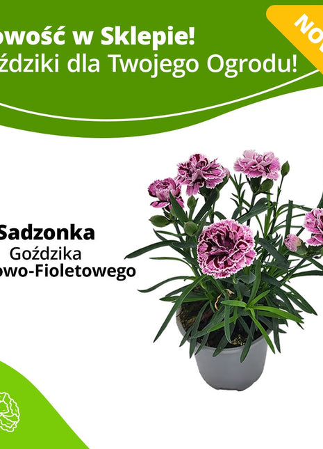 Goździk Różowo - Fioletowy - Sadzonka - Kwiaty w doniczce