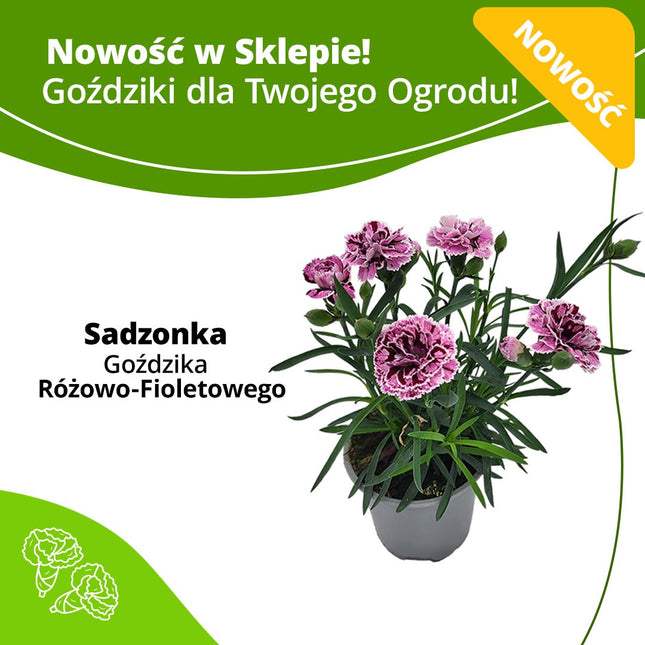 Kwiaty w doniczce - Sadzonka Goździk Różowo - Fioletowy