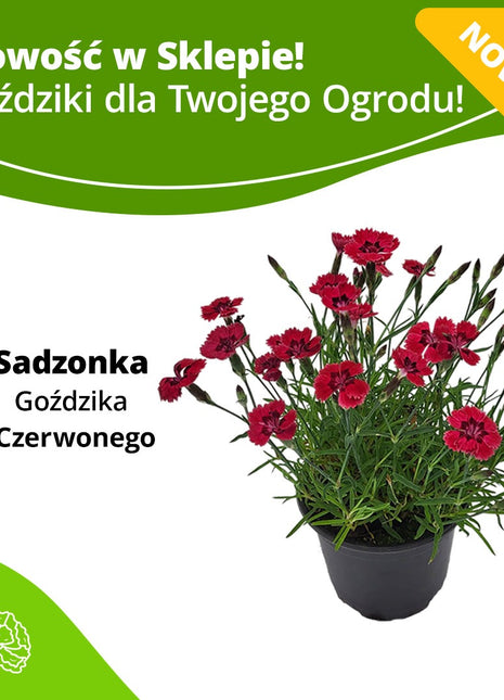 Goździk Czerwony - Sadzonka - Kwiaty w doniczce