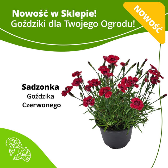Kwiaty w doniczce - Sadzonka Goździk Czerwony