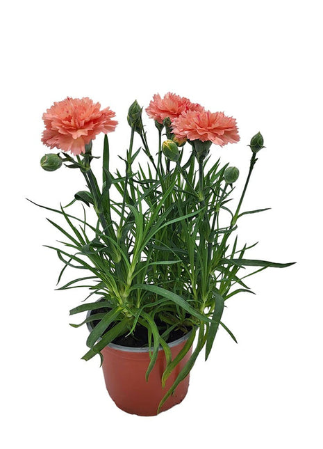 Goździk Łososiowy - Sadzonka - Kwiaty w doniczce