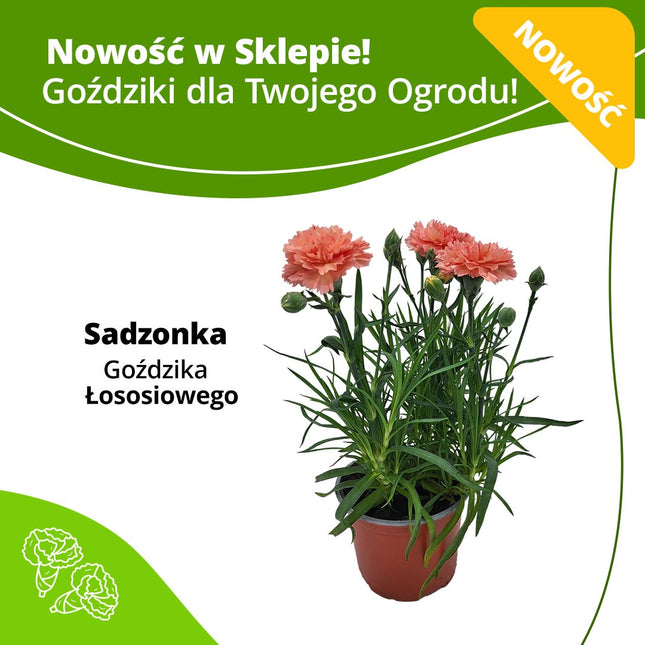 Kwiaty w doniczce - Sadzonka Goździk Łososiowy
