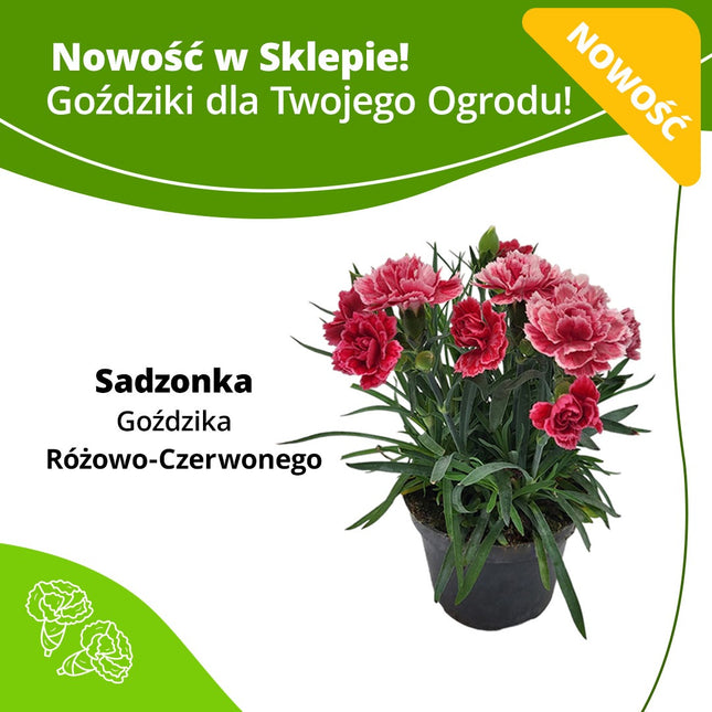 Kwiaty w doniczce - Sadzonka Goździk Różowo - Czerwony