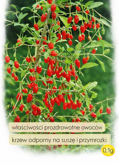 Nasiona - Kolcowój szkarłatny (Jagody Goji) 0,1g
