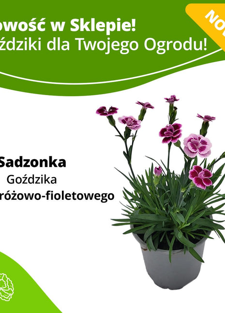 Goździk Jasnoróżowy - Fioletowy - Sadzonka - Kwiaty w doniczce