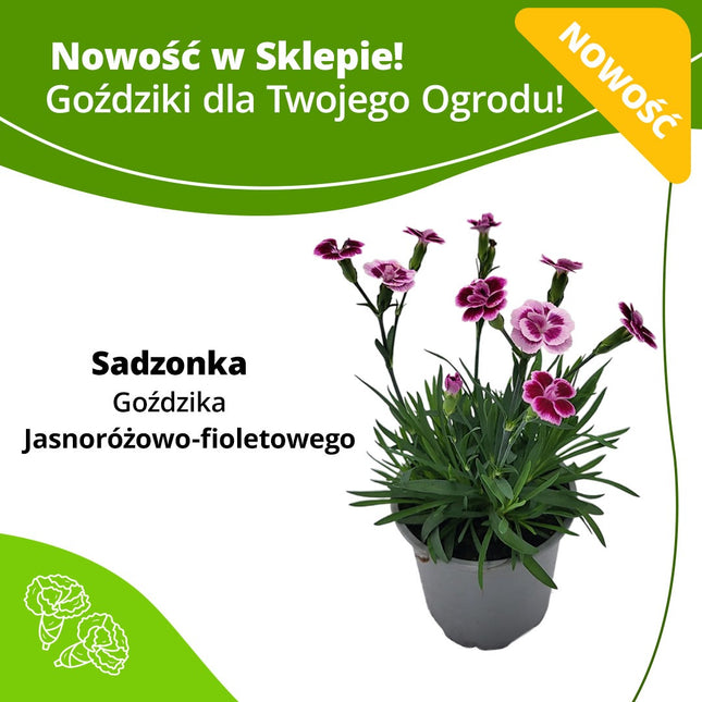 Kwiaty w doniczce - Sadzonka Goździk Jasnoróżowy - Fioletowy