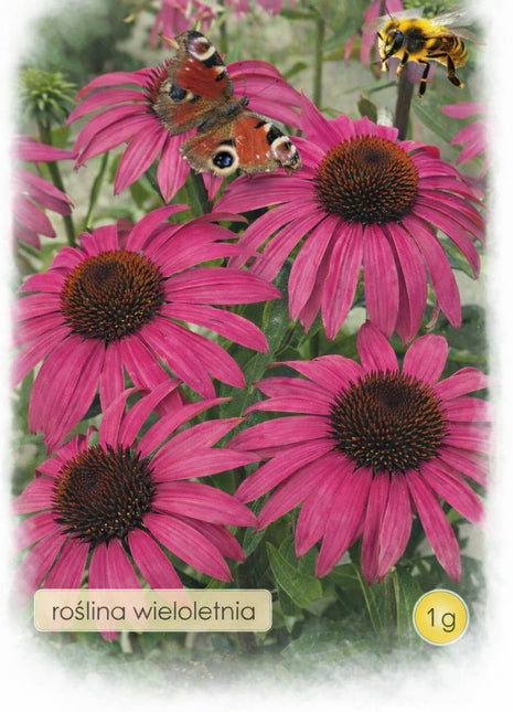Nasiona - Jeżówka purpurowa 1g