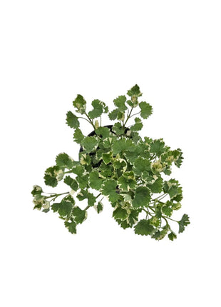 Kurdybanek (Glechoma hederacea) - Sadzonka - Zioła w doniczce - Niezłe Ziółko