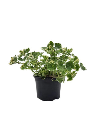 Kurdybanek (Glechoma hederacea) - Sadzonka - Zioła w doniczce - Niezłe Ziółko