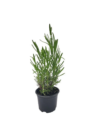 Lawenda - Sadzonka - Zioła w doniczce - Niezłe Ziółko