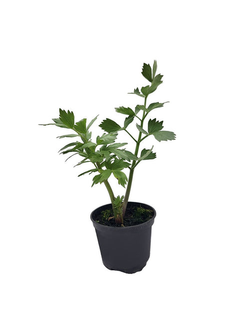 Lubczyk - Sadzonka - Zioła w doniczkach