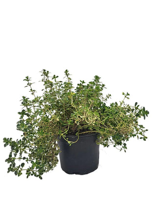 Macierzanka - Sadzonka - Zioła w doniczce - Niezłe Ziółko