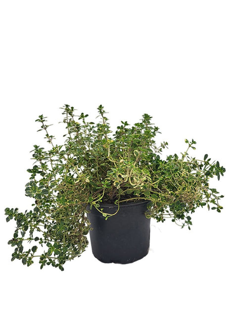 Macierzanka - Sadzonka - Zioła w doniczce