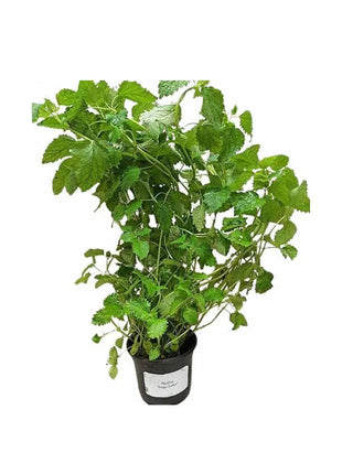 Melisa - Sadzonka - Zioła w doniczce - Niezłe Ziółko