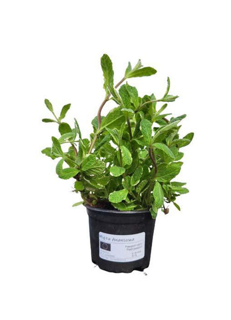 Mięta Ananasowa - Sadzonka - Zioła w doniczce