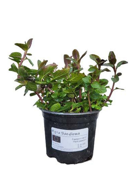 Mięta Bazyliowa - Sadzonka - Zioła w doniczce