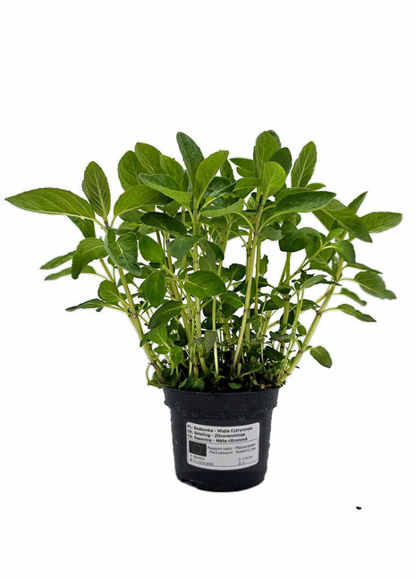 Mięta Cytrynowa - Sadzonka - Zioła w doniczce