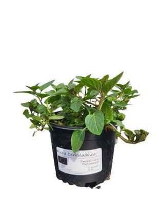 Mięta Czekoladowa - Sadzonka - Zioła w doniczce - Niezłe Ziółko