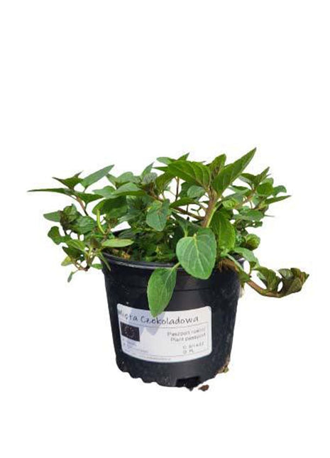 Mięta Czekoladowa - Sadzonka - Zioła w doniczce