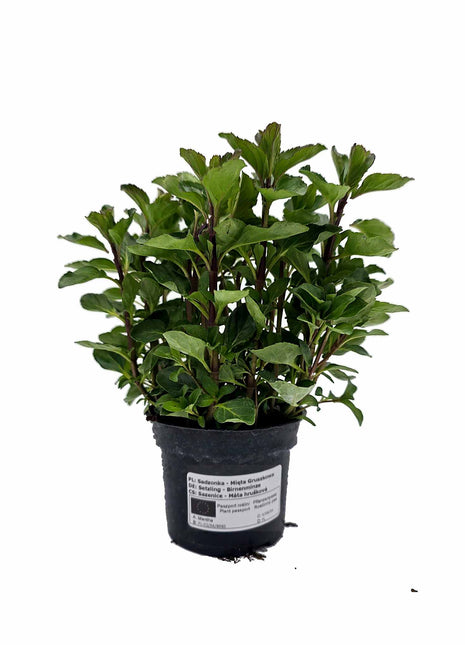 Mięta Gruszkowa - Sadzonka - Zioła w doniczce