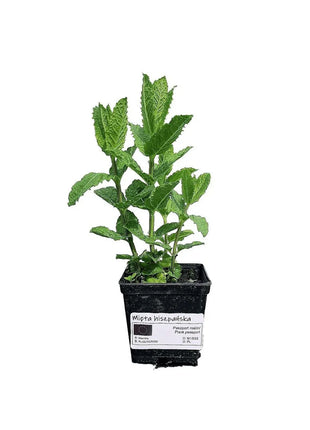 Mięta Hiszpańska - Sadzonka - Zioła w doniczce - Niezłe Ziółko