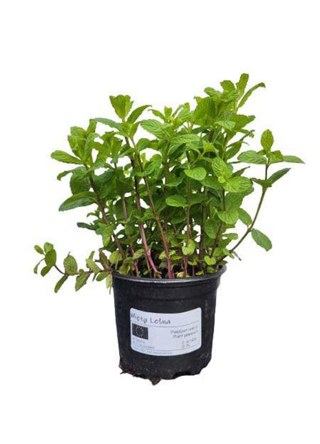 Mięta Leśna - Sadzonka - Zioła w doniczce