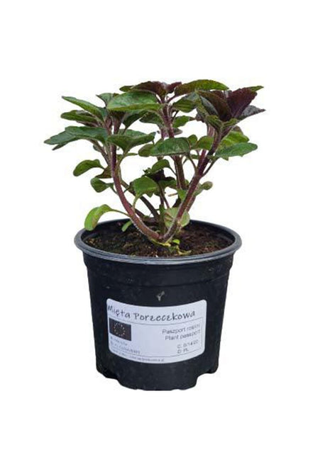 Mięta Porzeczkowa - Sadzonka - Zioła w doniczce