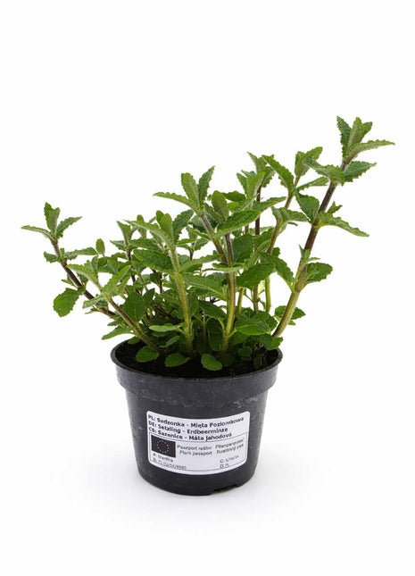 Mięta Poziomkowa - Sadzonka - Zioła w doniczce