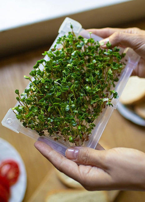 MINI KIEŁKOWNICA - DO DOMOWEJ UPRAWY KIEŁKÓW 1 SZTUKA - Niezłe Ziółko