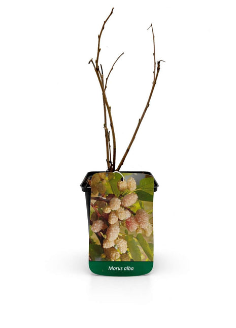 Morwa biała - Sadzonka