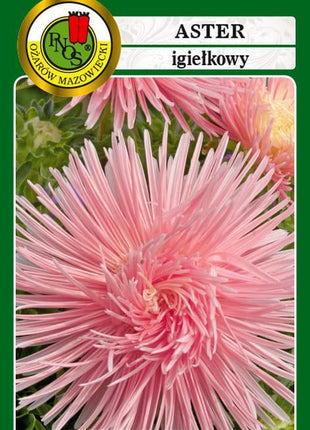 Nasiona - Aster Igiełkowy Różowy 0,8g - Niezłe Ziółko