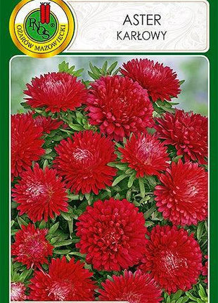 Nasiona - Aster Karłowy Czerwony 0,8g - Niezłe Ziółko