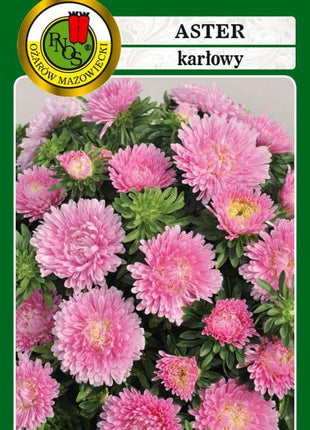 Nasiona - Aster Karłowy Różowy 0,8g - Niezłe Ziółko