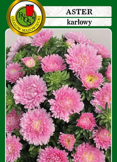 Nasiona - ASTER KARŁOWY RÓŻOWY 0,8g - Niezłe Ziółko