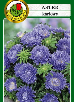 Nasiona - Aster Karłowy 'Turkus' Niebieski 0,8g - Niezłe Ziółko