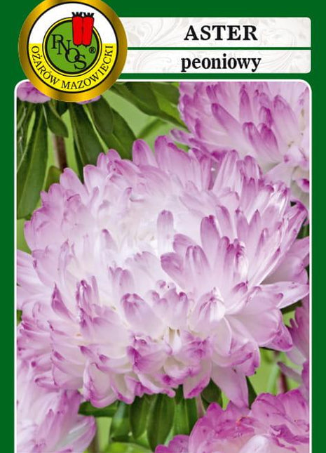 Nasiona - ASTER PEONIOWY BIAŁORÓŻOWY 0,8g - Niezłe Ziółko
