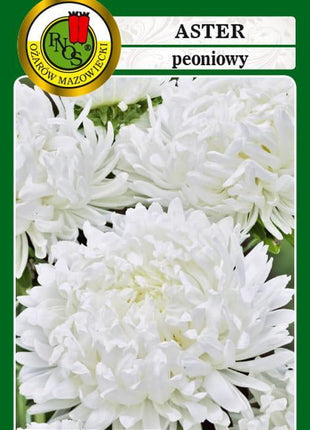 Nasiona - Aster Peoniowy Biały 0,8g - Niezłe Ziółko