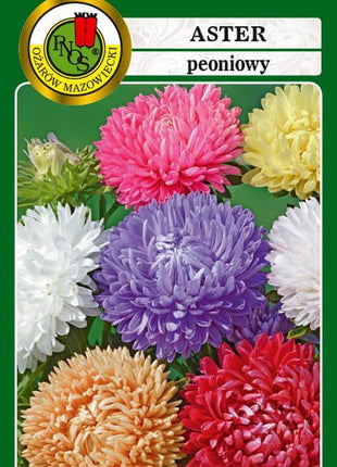 Nasiona - Aster Peoniowy Mieszany 0,8g - Niezłe Ziółko