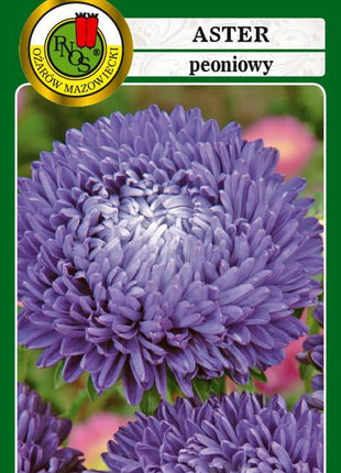 Nasiona - Aster Peoniowy Niebieski 0,8g - Niezłe Ziółko